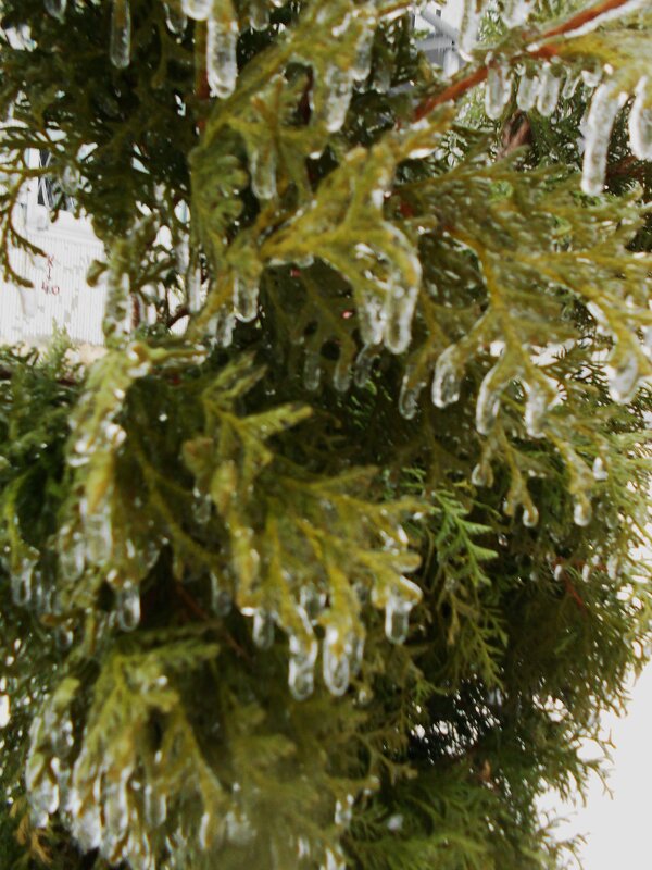 март - Елена Шаламова