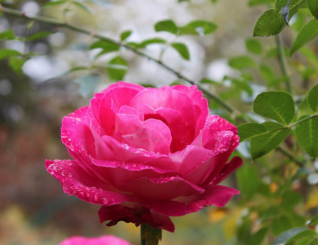 Осенняя красавица - Светлана 