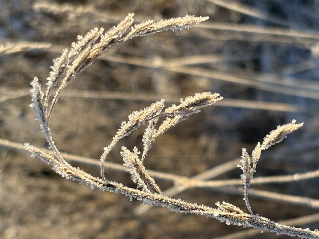 На морозе - Ольга Савельева На морозе - Ольга Савельева