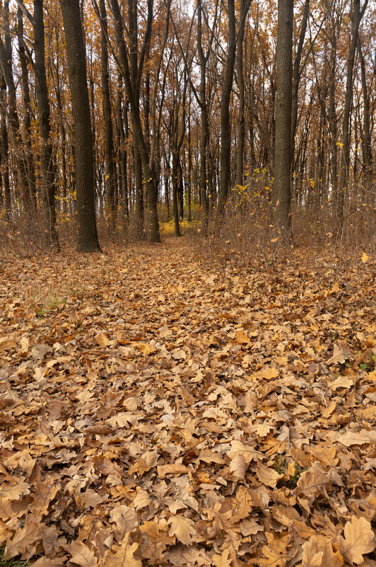 по тропинке - валерий 
