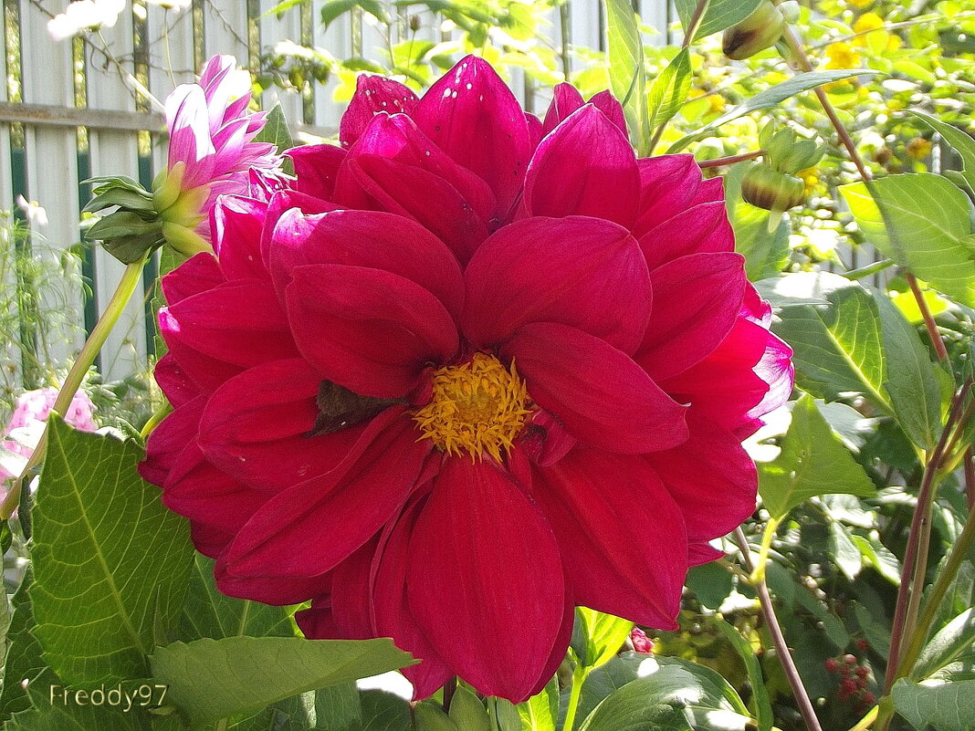 Георгин - Freddy 97