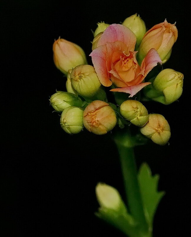 Вечером на окне... - Николай Саржанов Вечером на окне... - Николай Саржанов