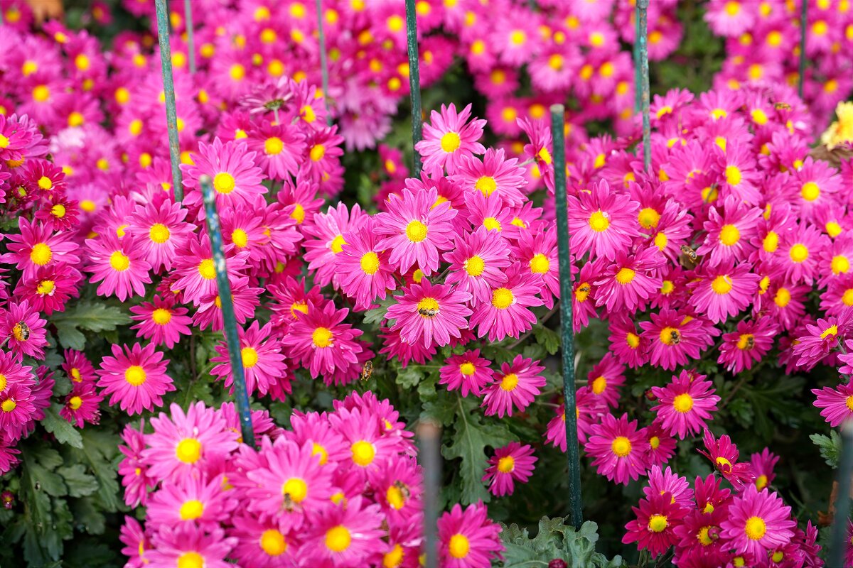 Из Никитского сада - Татьяна Тюменка Из Никитского сада - Татьяна Тюменка