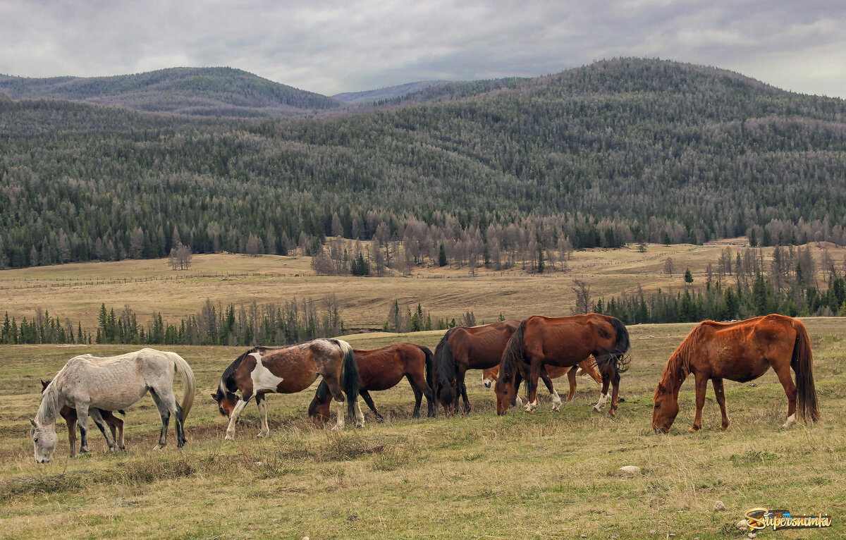 Улаганское нагорье - елена беликова