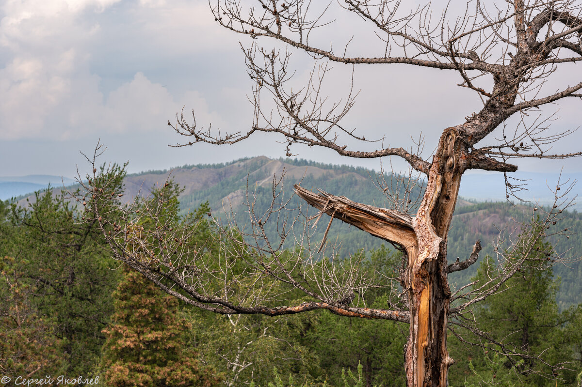... - Сергей Яковлев