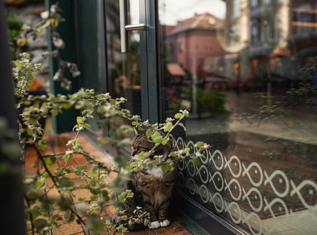 Красавчик - Лилия . Красавчик - Лилия .