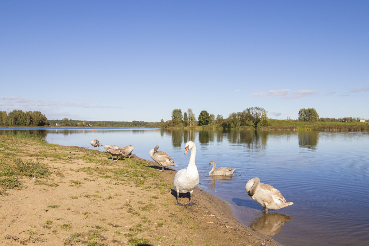 Б/Н - Николай 