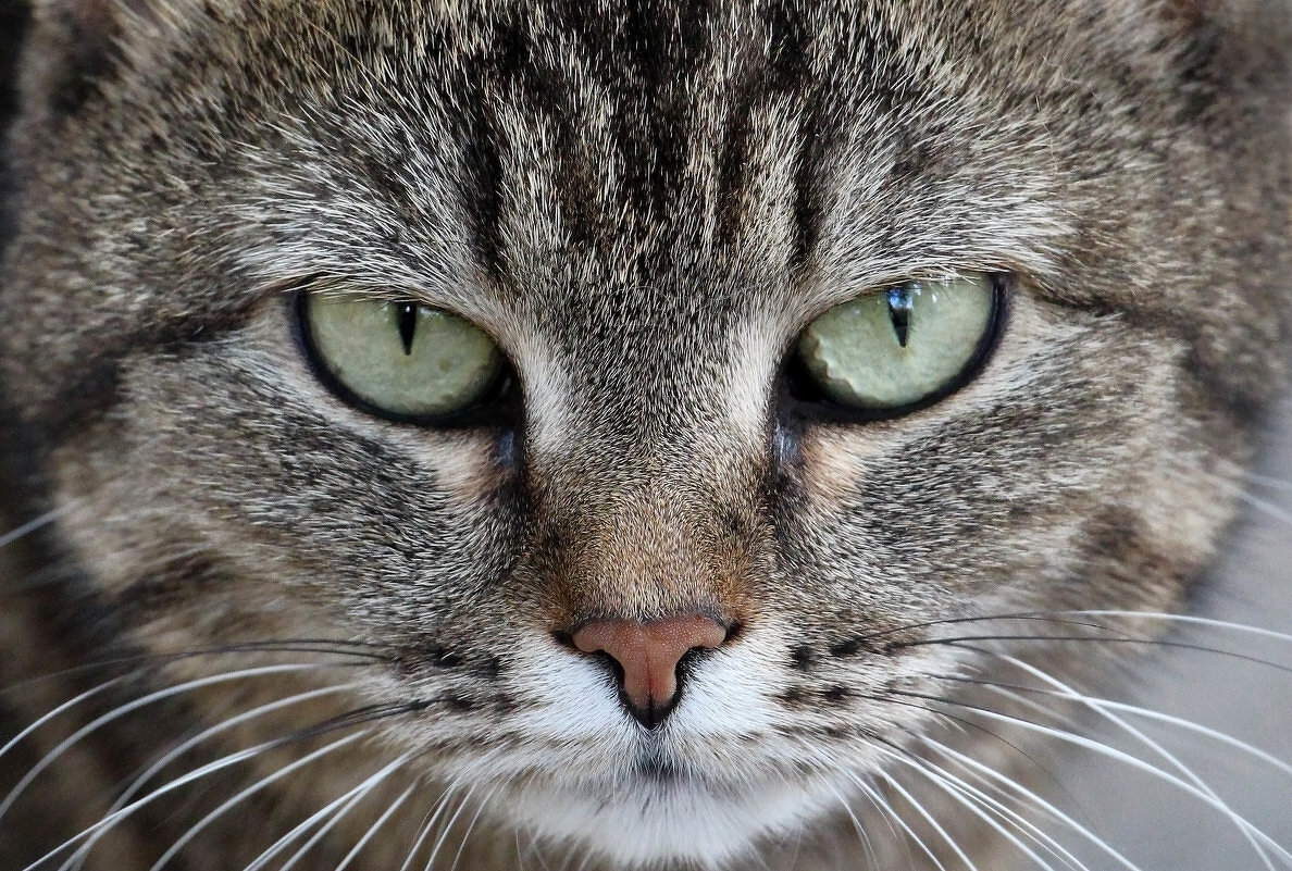 Взглядъ - Олегъ Петрович Взглядъ - Олегъ Петрович