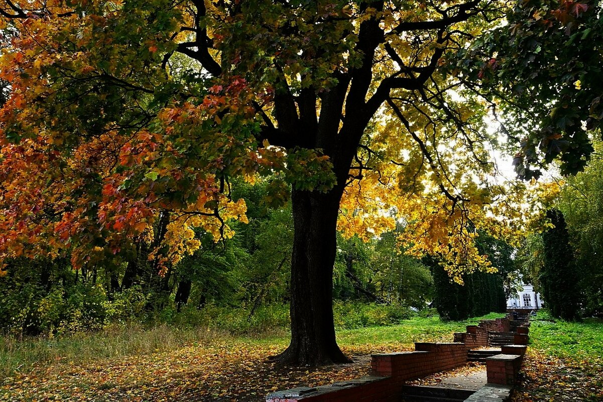 ..в старом парке... - Александр Герасенков