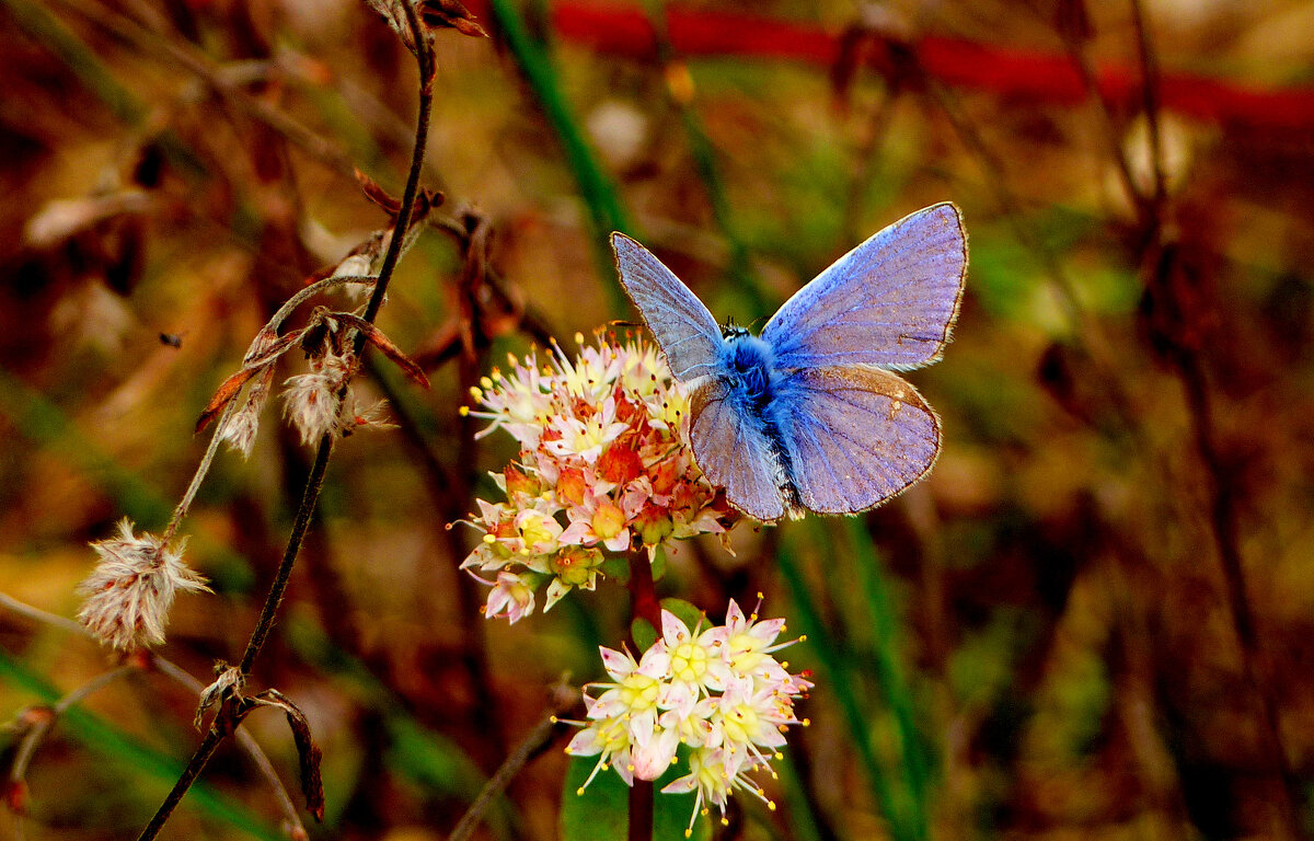 опять про бабочек...184 - Александр Прокудин опять про бабочек...184 - Александр Прокудин