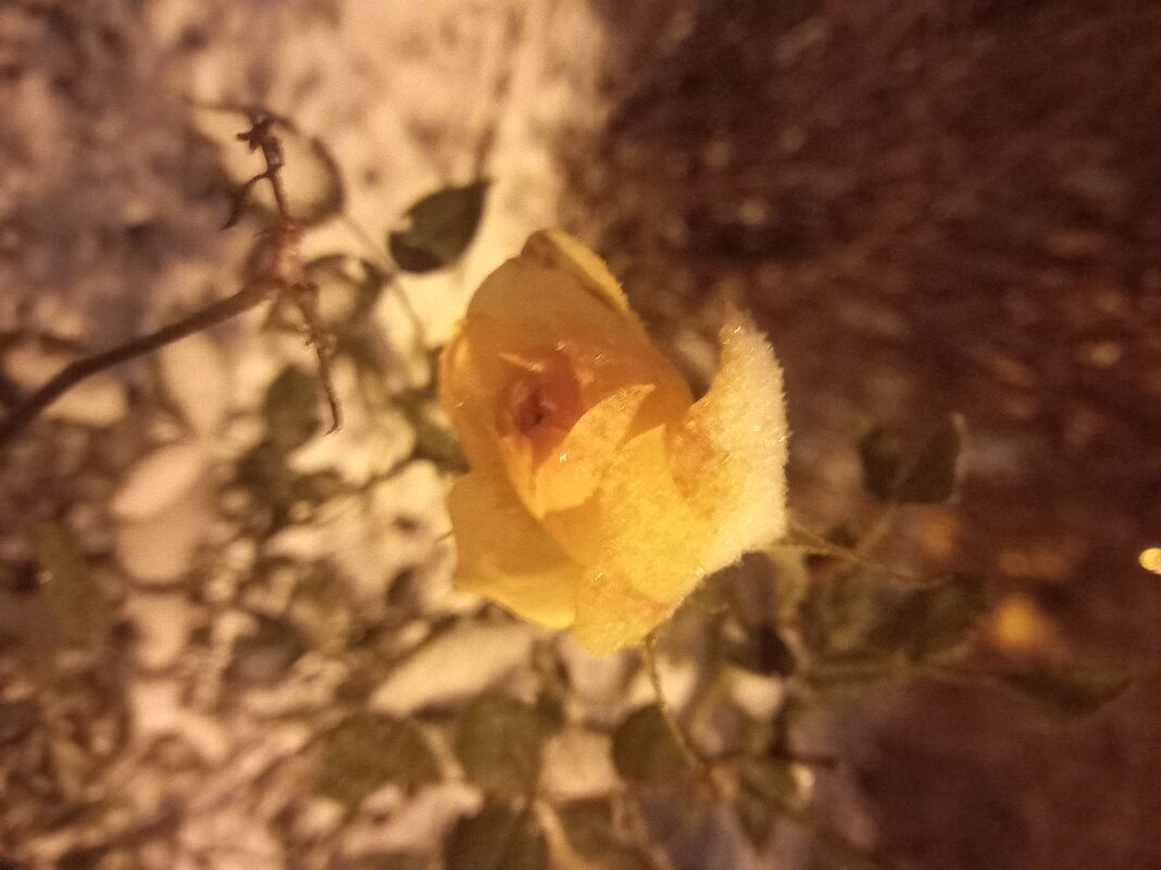 Роза - Сапсан 