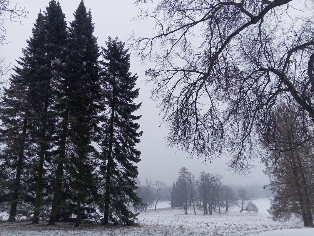 Туман - Сапсан 