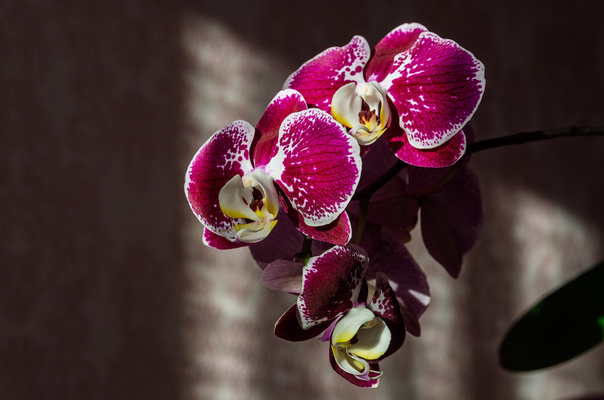 *** - Виктор Иванович Чернюк *** - Виктор Иванович Чернюк