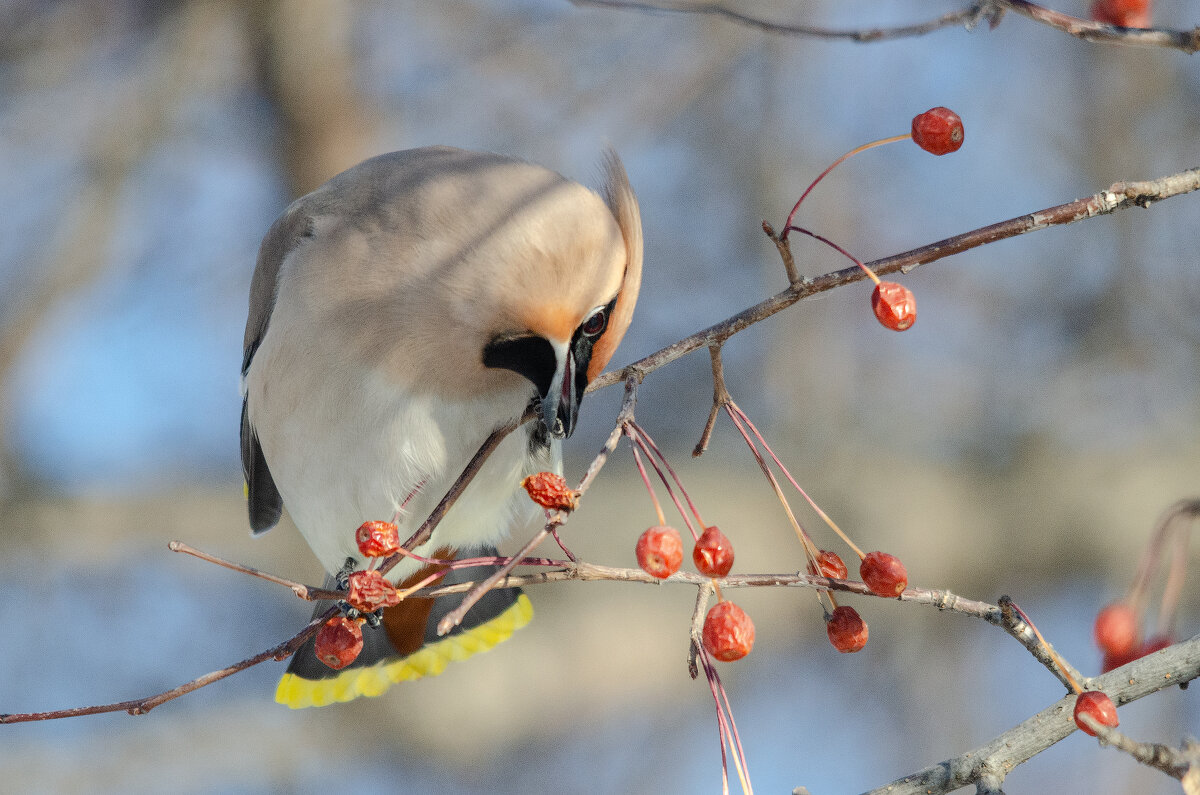 Свиристель - Виктор Иванович Чернюк Свиристель - Виктор Иванович Чернюк