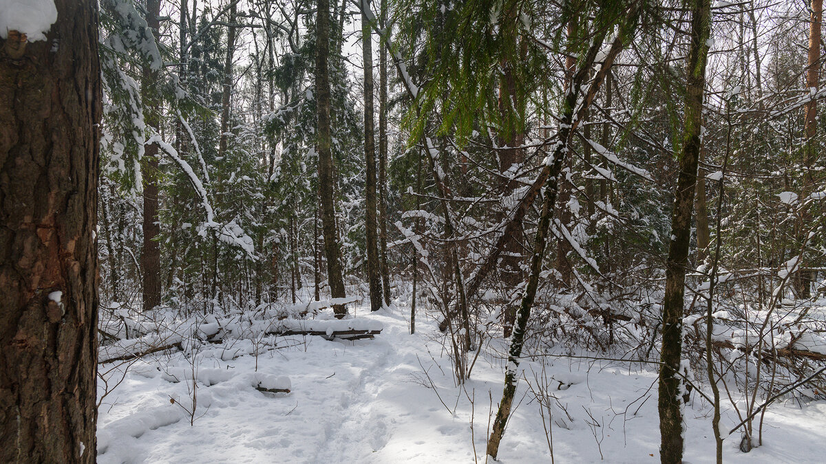 Зимний лес - Владимир Лазарев Зимний лес - Владимир Лазарев