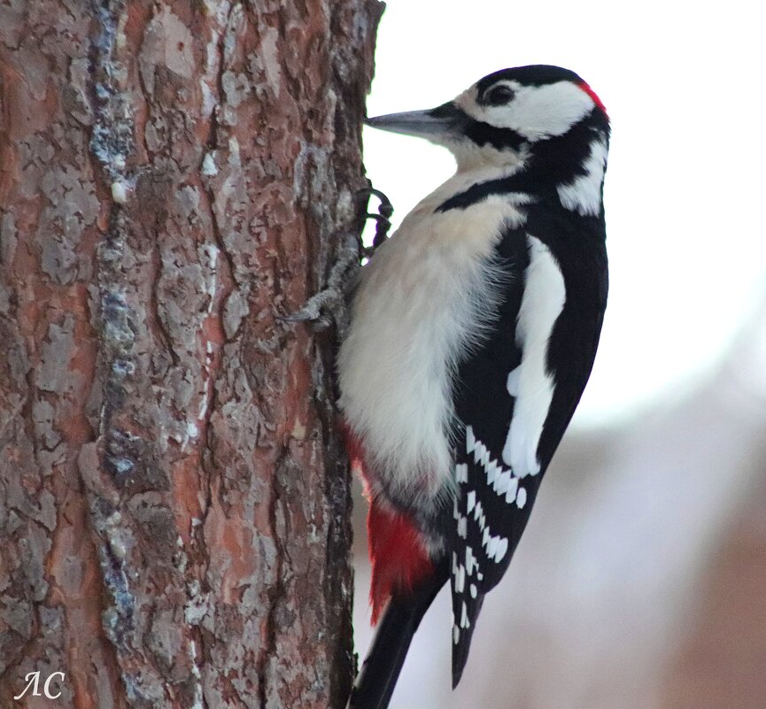 Старый приятель позирует - Любовь Сахарова