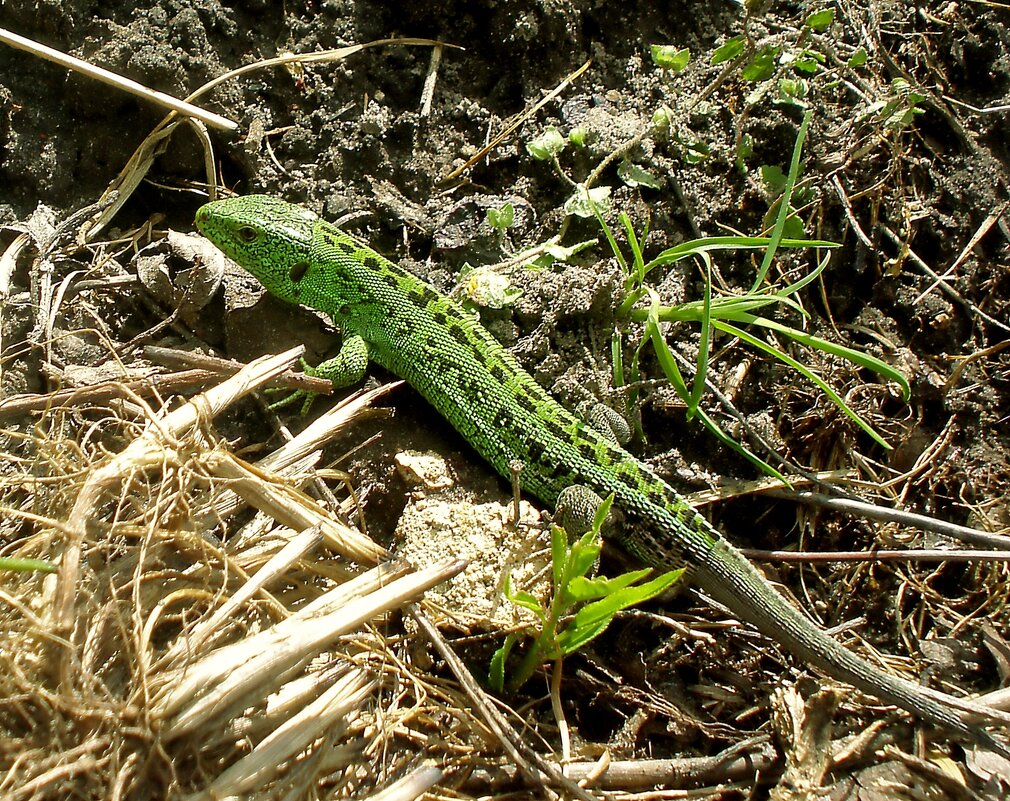 Красавица... - Роман Савоцкий