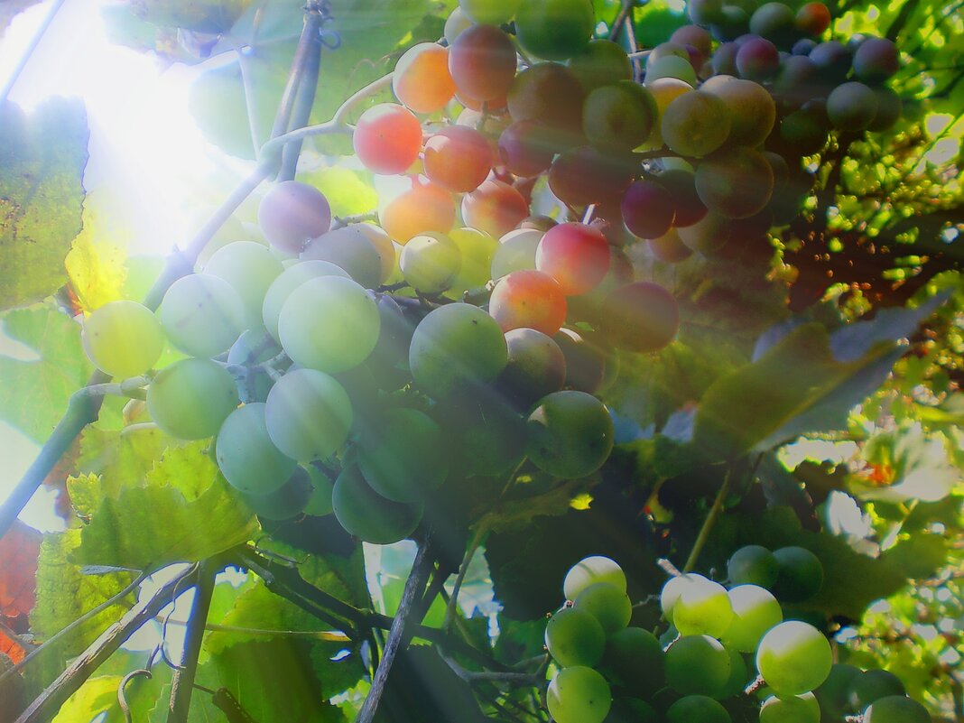 В лучах солнца - Роман Савоцкий