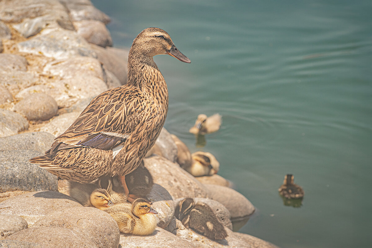 Семья-то большая... - Svetlana Galvez Семья-то большая... - Svetlana Galvez