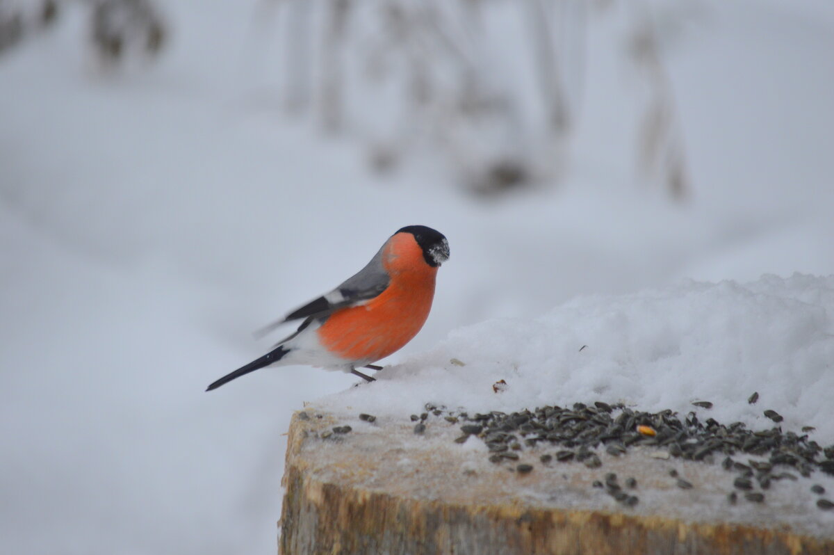 На пенёчке) - Татьяна Лютаева