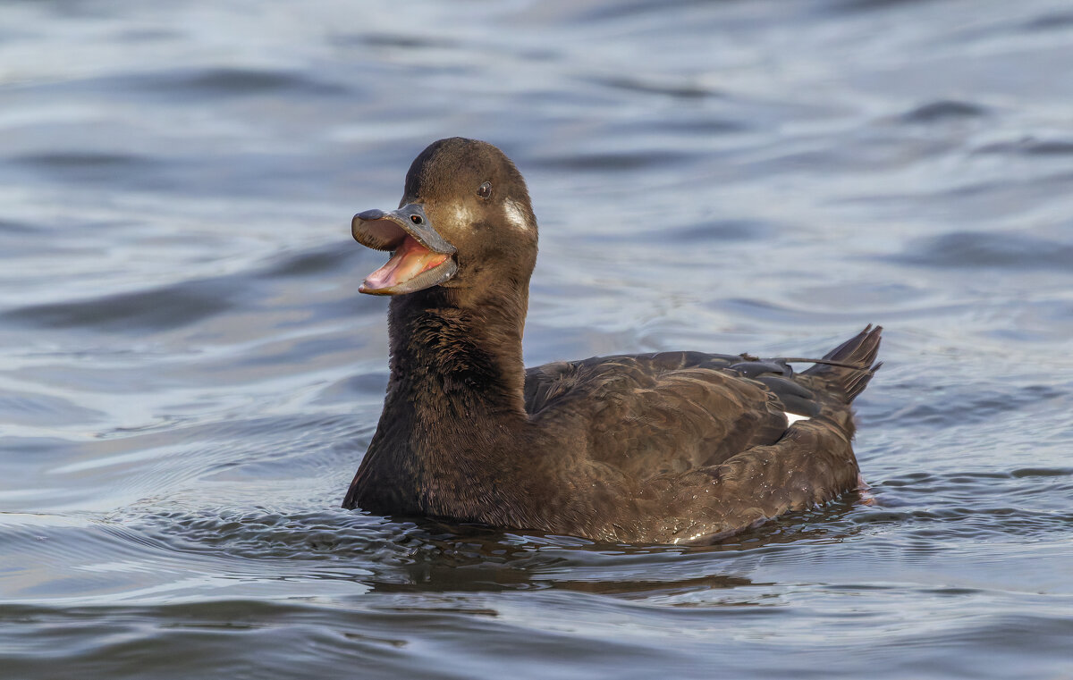 турпан. - юрий макаров