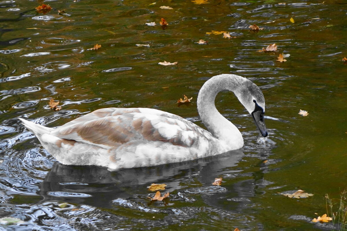 Лебеди в городском парке - Рита Симонова