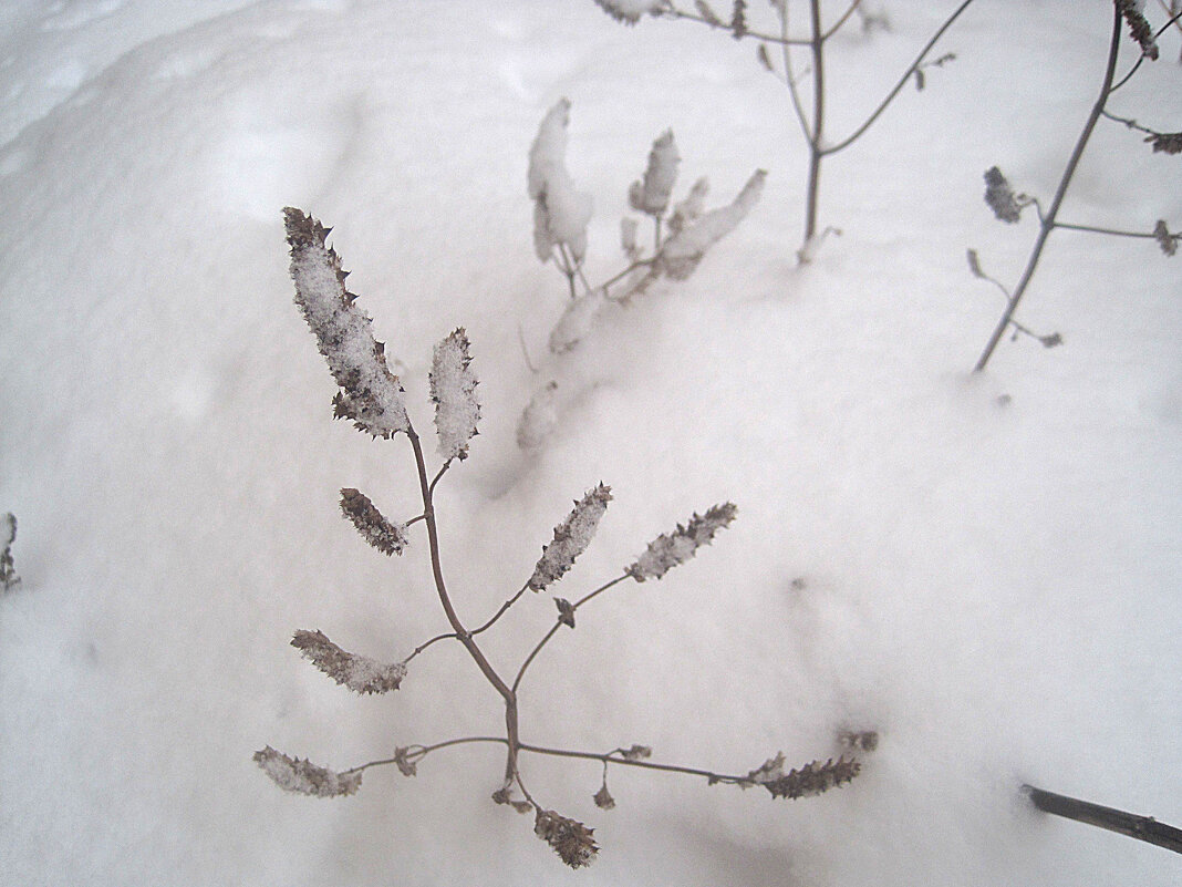 Снежной зимой - Елена Семигина Снежной зимой - Елена Семигина
