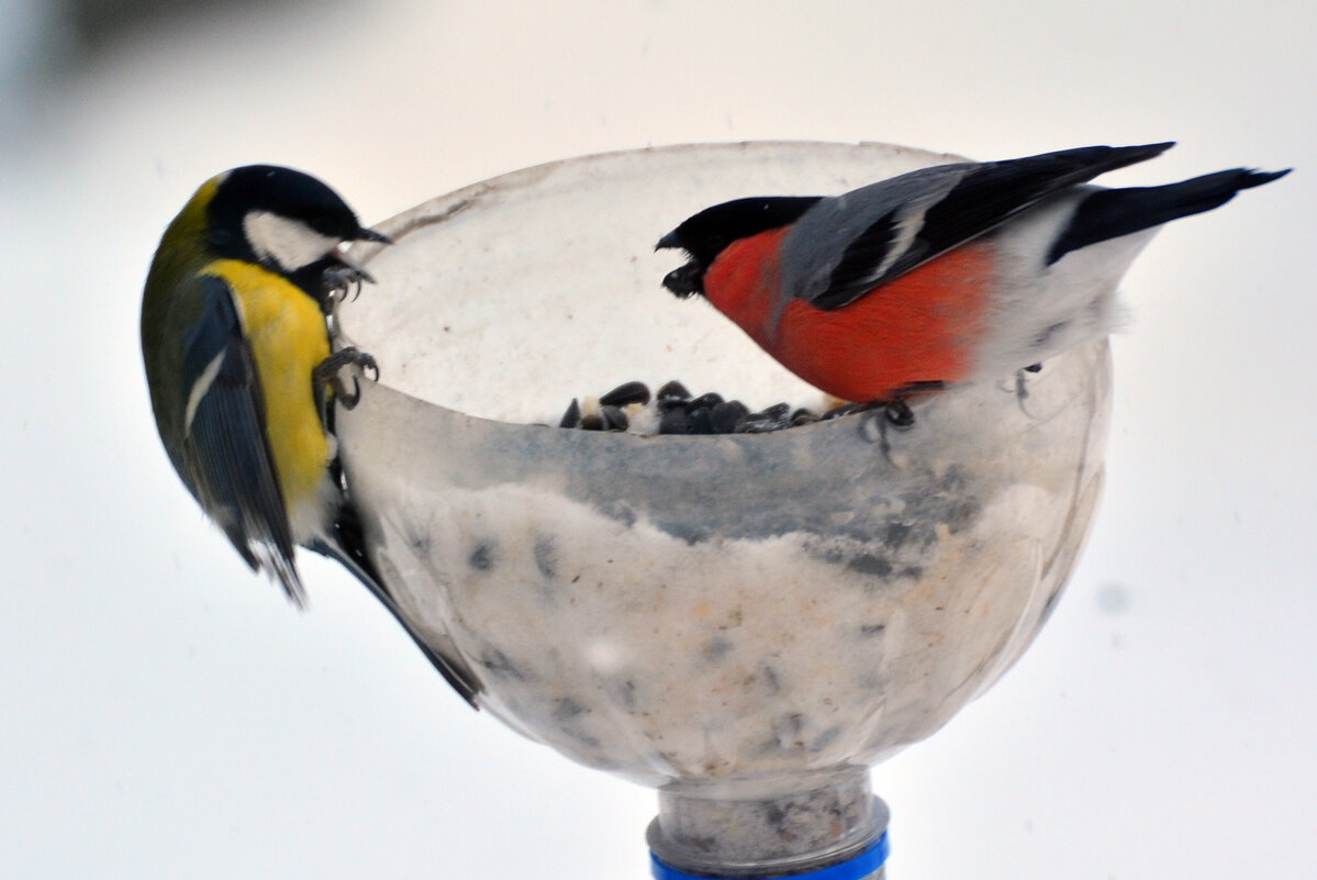 птичьи разборки - леонид логинов птичьи разборки - леонид логинов