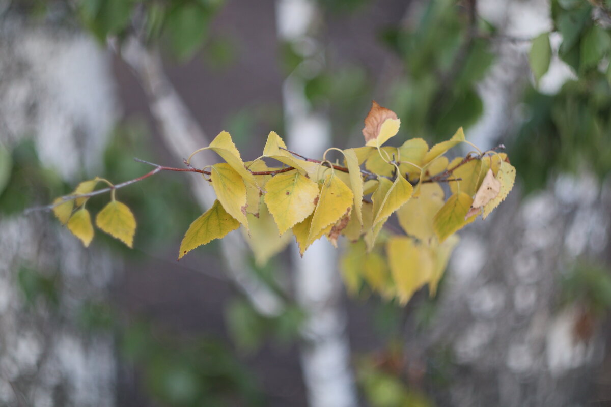 Осенний лист - Дмитрий П