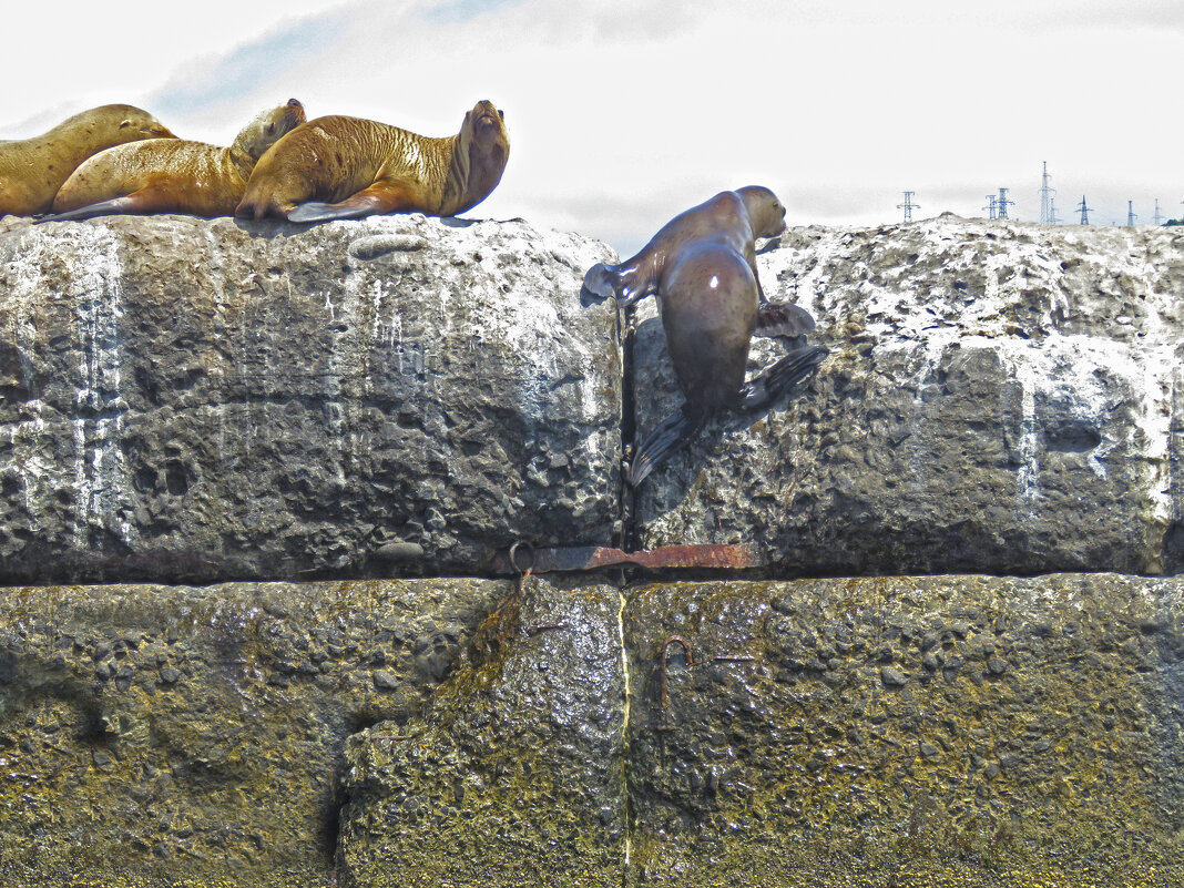 "скалолаз" - ИРЭН@ . "скалолаз" - ИРЭН@ .