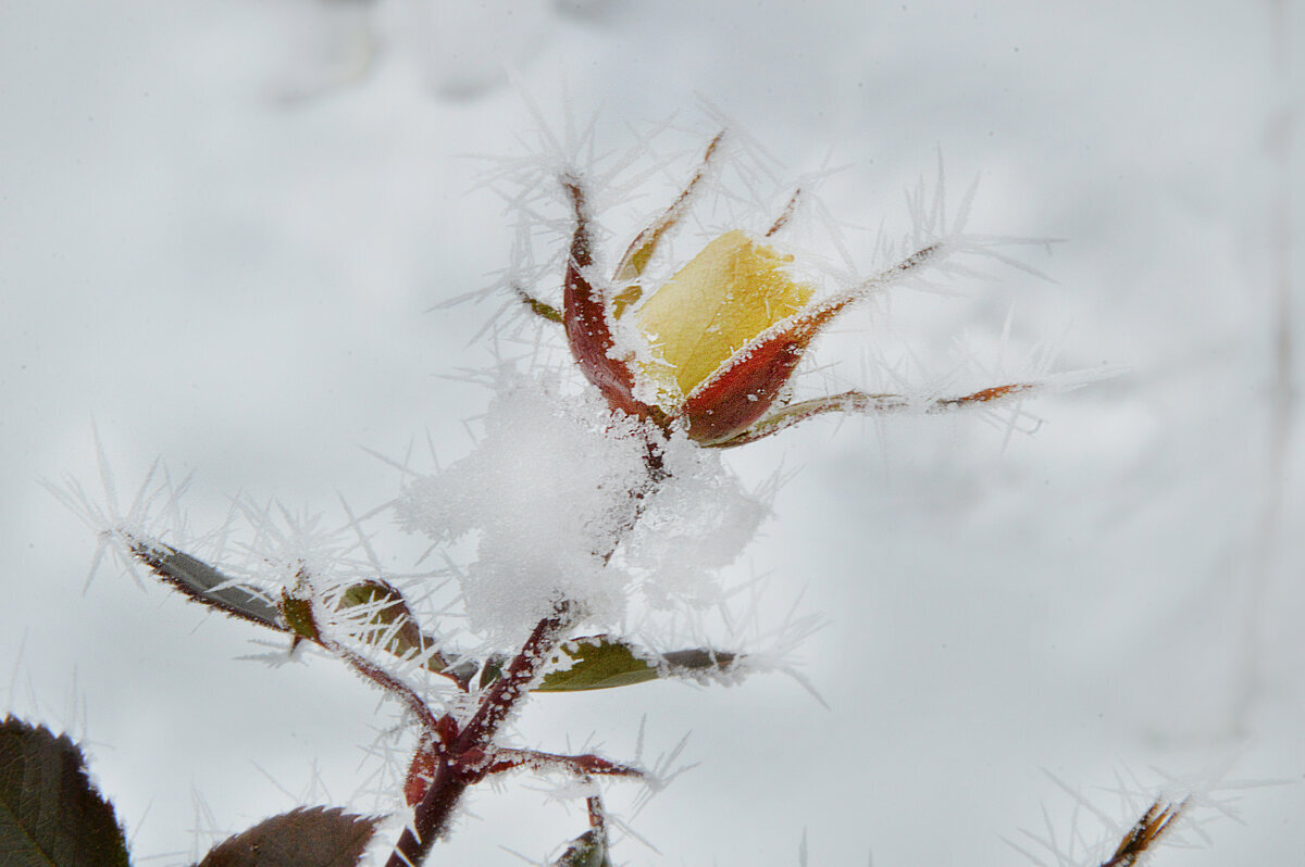 Замерзшая роза не чувствует холод, в игольчатых звездах- снежинках красуясь... - Надежда Куркина 