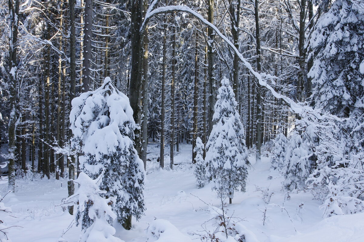 "Поёт зима — аукает, мохнатый лес баюкает" - Ирэн "Поёт зима — аукает, мохнатый лес баюкает" - Ирэн