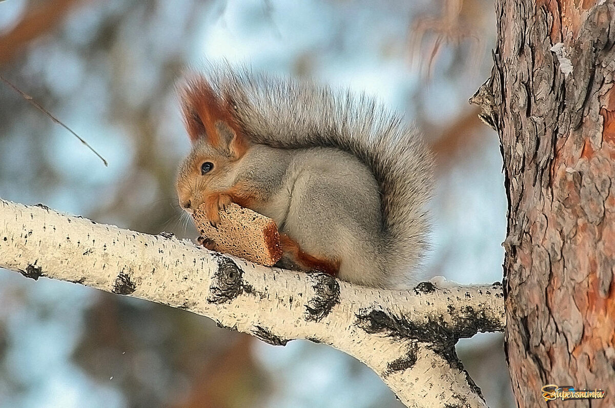 Белка с сухариком - елена беликова