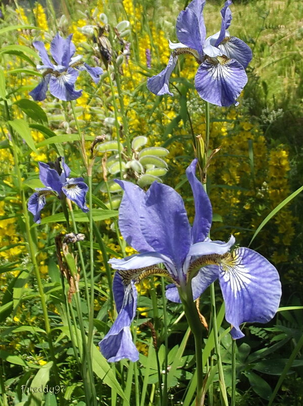Ирисы - Freddy 97