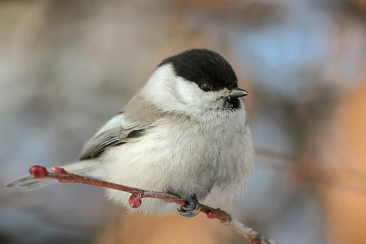 Птички Алтая - елена беликова