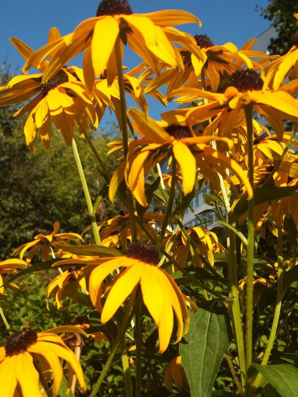 Солнышки - Натали 