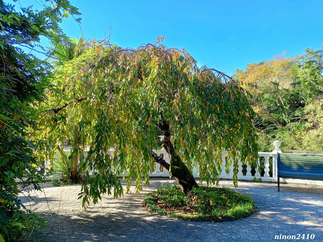 Адлер. Дендропарк "Южные культуры" - Нина Бутко Адлер. Дендропарк "Южные культуры" - Нина Бутко