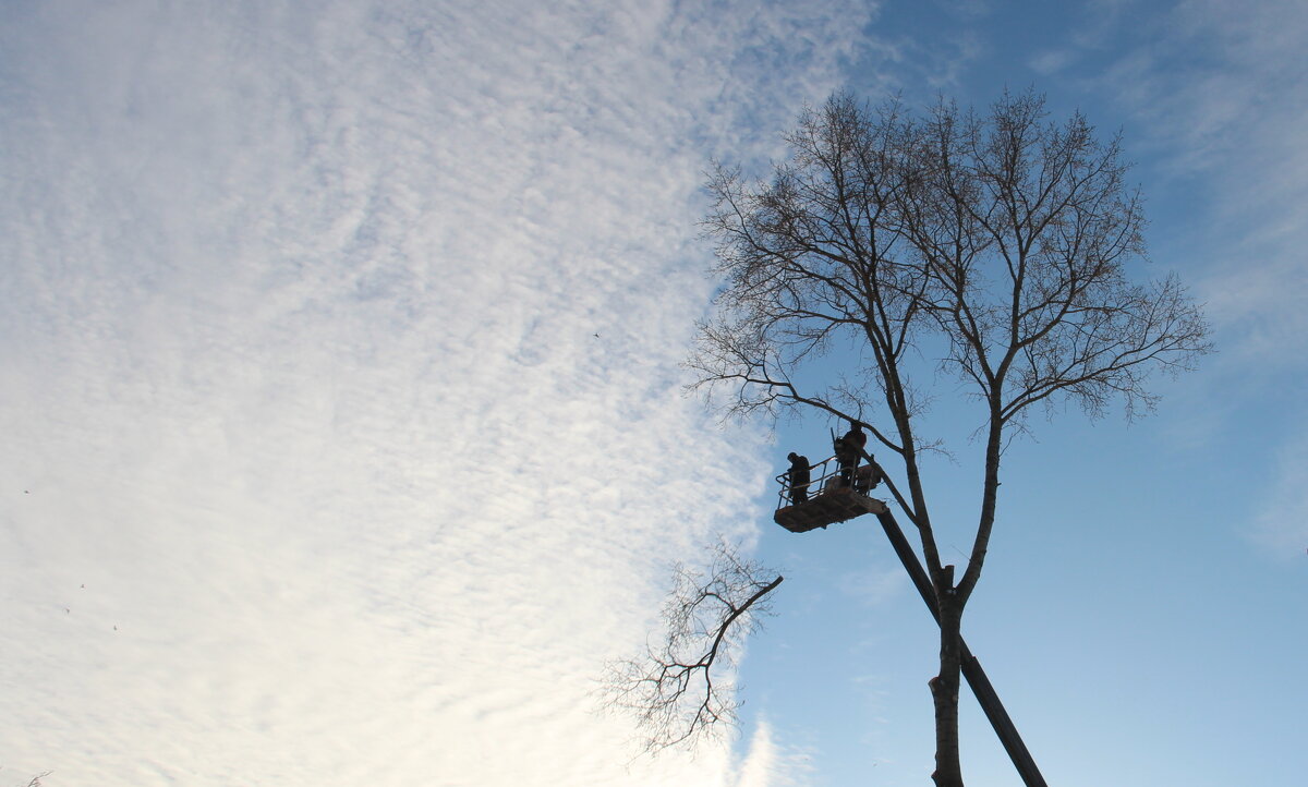 Казнь липы - Елена Минина Казнь липы - Елена Минина