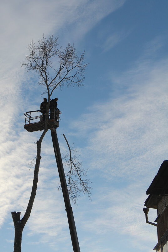 Казнь липы - Елена Минина