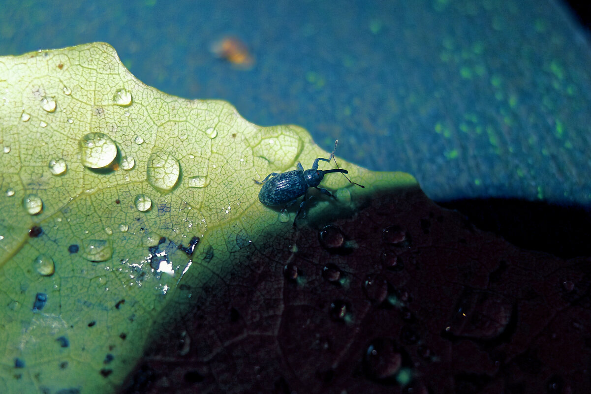 *** - Leon Bergman *** - Leon Bergman