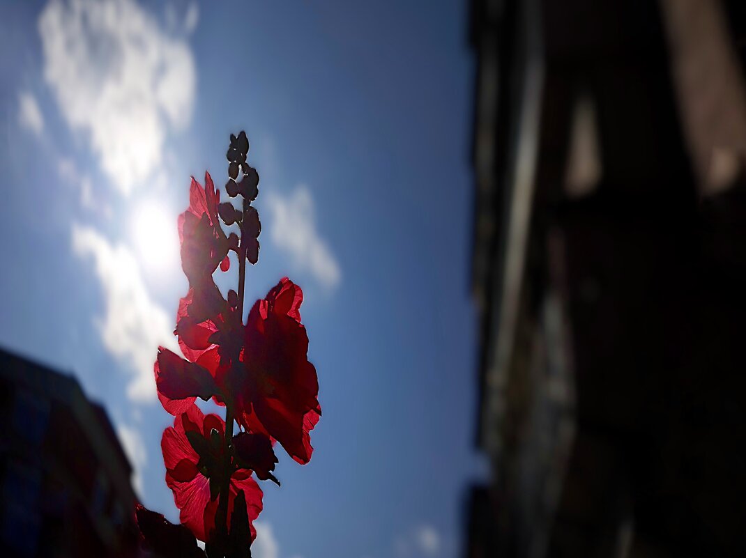 Навстречу солнцу - Hope Навстречу солнцу - Hope