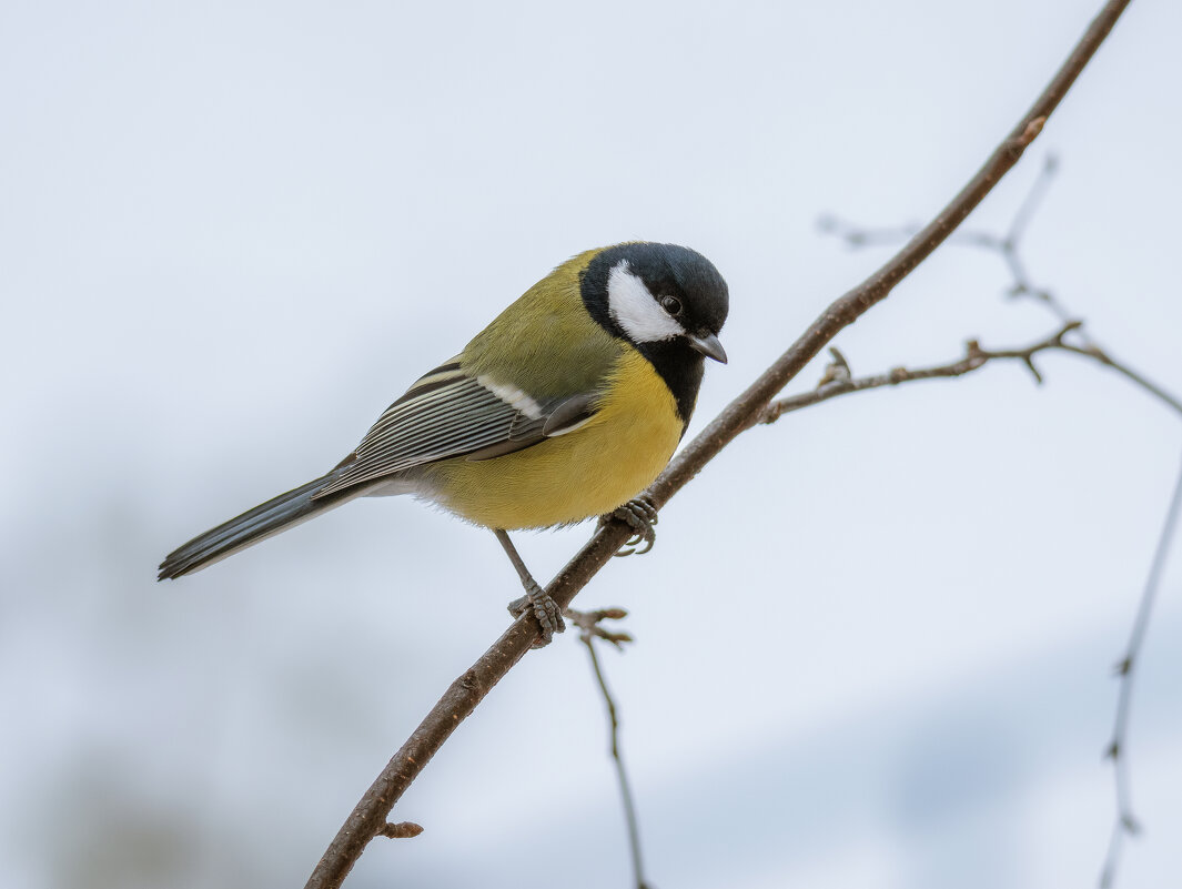 **** - Володька Завитушкин