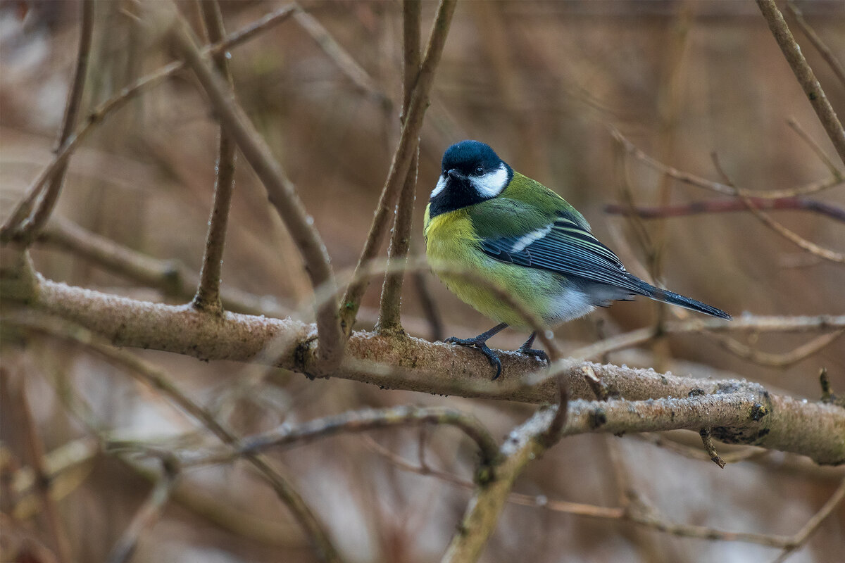 Большая синица. - Анатолий. Chesnavik. Большая синица. - Анатолий. Chesnavik.