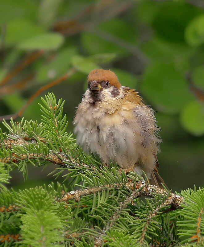 желторотый малец... - Andrey Bragin желторотый малец... - Andrey Bragin