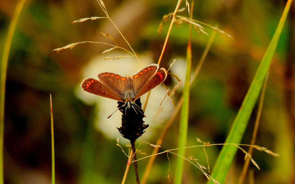 опять про бабочек...189 - Александр Прокудин опять про бабочек...189 - Александр Прокудин