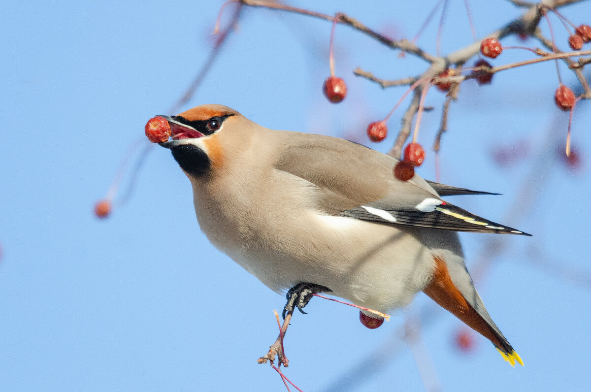 Свиристель - Виктор Иванович Чернюк Свиристель - Виктор Иванович Чернюк