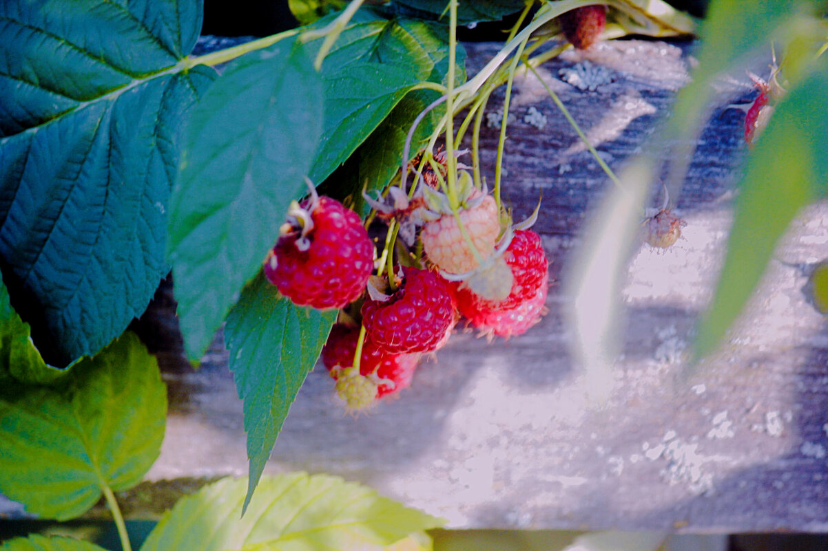 Малина - Сергей Кочнев