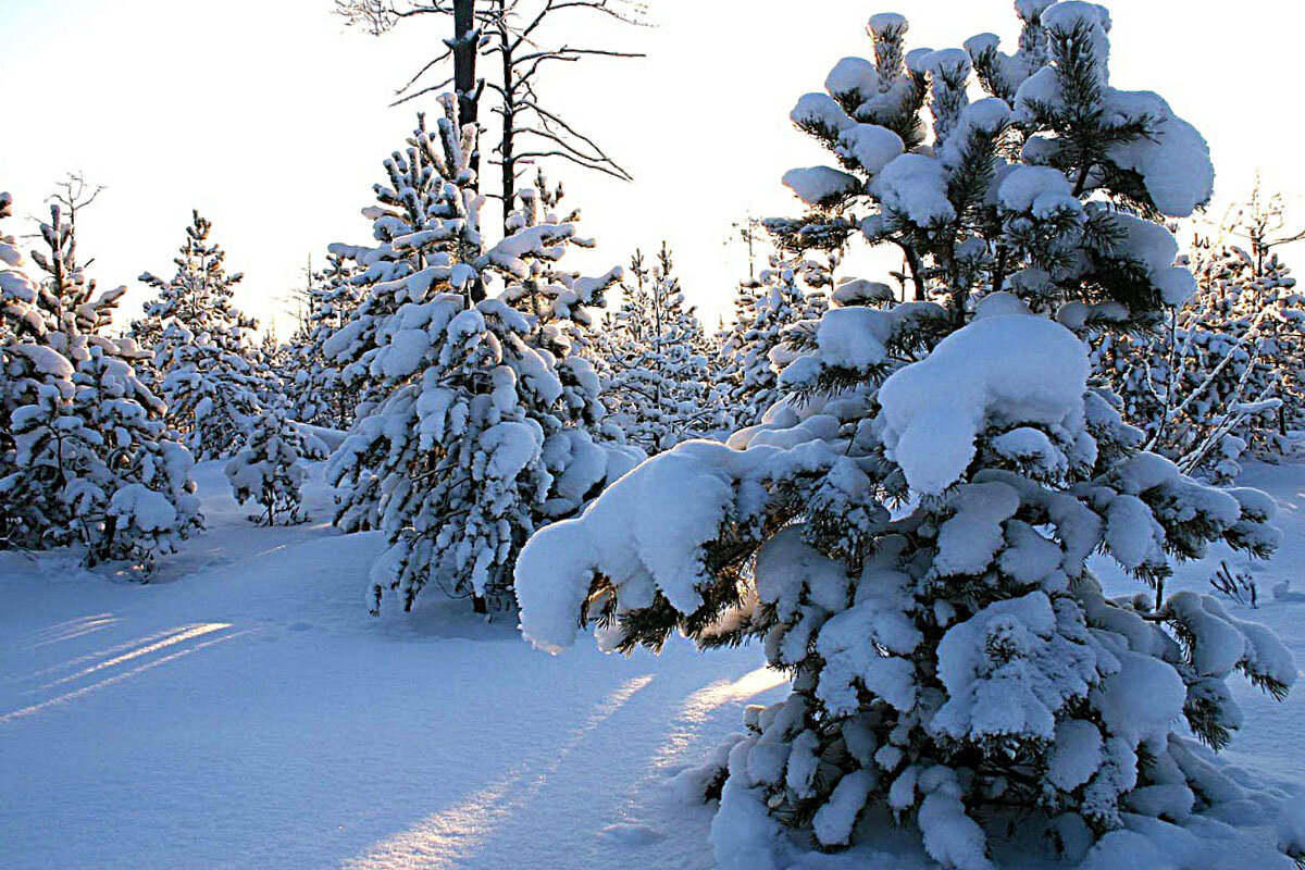 Январь...Морозное утро в молодой тайге! - Владимир 