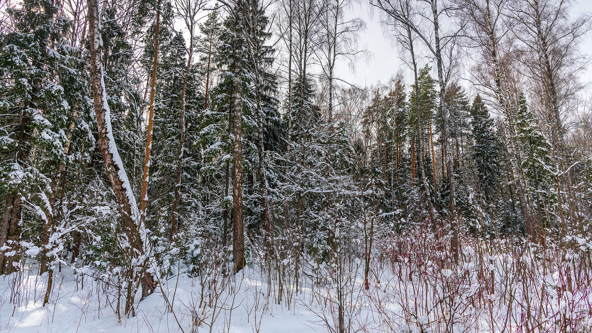 Зимний пейзаж - Владимир Лазарев