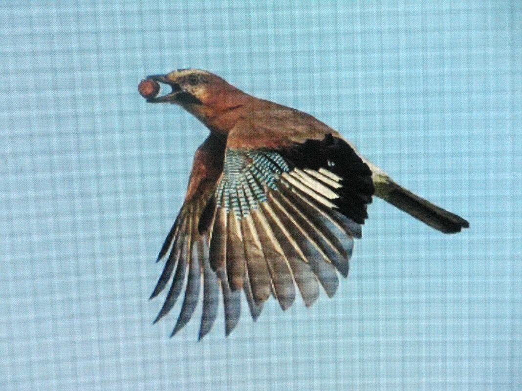 С добычей - Людмила Смородинская С добычей - Людмила Смородинская